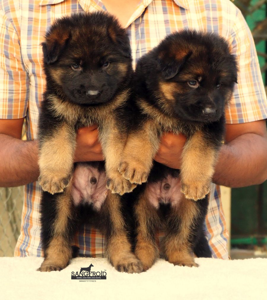 german shepherd puppies from Mumbai. Breeder: Sangfroid Kennel